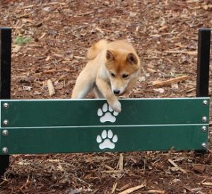 dog jump dog park 